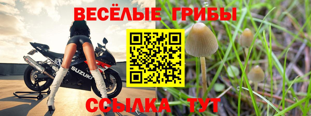 Псилоцибиновые грибы Cubensis Альметьевск